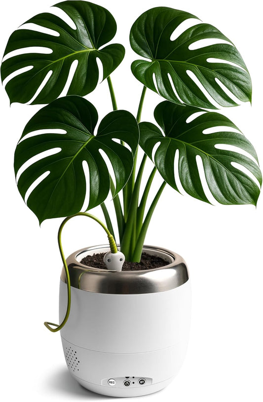 Plantpetz Intelligenter Pflanzentopf 10 cm - Weiß